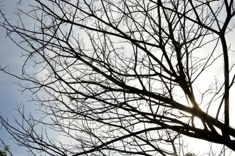 Dried branches on a big tree Stock Photos