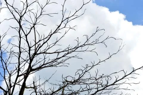 Dried branches on a big tree Stock Photos