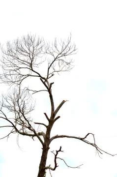 Dried branches on a big tree 写真素材