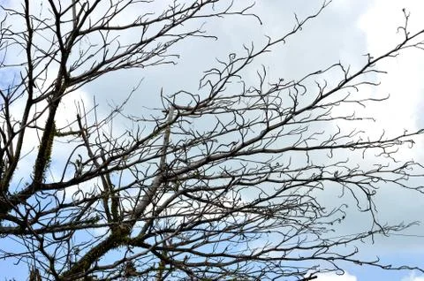 Dried branches on a big tree 库存照片