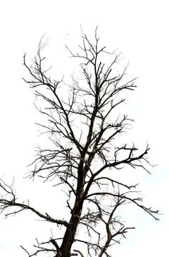 Dried branches on a big tree Fotos Stock