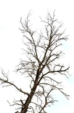 Dried branches on a big tree 库存照片