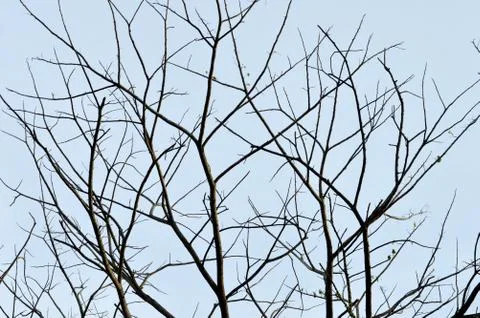 Dried branches on a big tree Фото