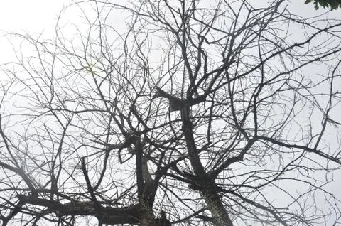 Dried branches on a big tree Foto stock