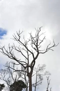 Dried branches on a big tree Stock Photos