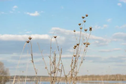 Dried branches on blue sky background on sunny day. original natural backgrou Stock Photos
