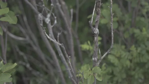 Dried Branches Closeup Video stock 141089743