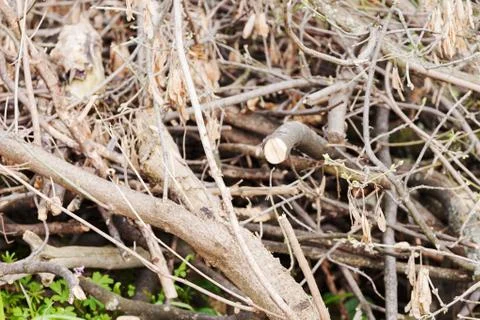 Dried branches in nature Stock Photos