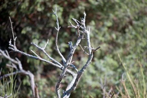 Dried branches 스톡 사진