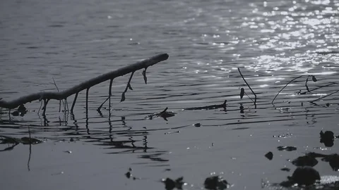 Dried branches in the river Stock-Footage 72916871