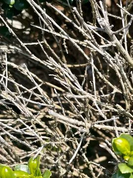 Dried branches in the sunshine Stock Photos
