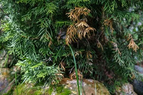 Dried branches of thuja. Foto stock