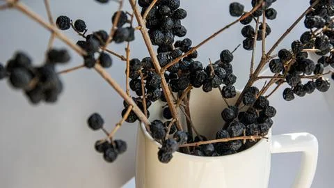 Dried branches with tiny black berries are arranged in a white mug, creatin.. Stock Photos