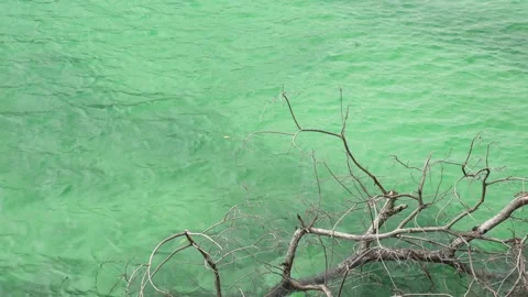 Dried branches of tree against ripple wave clear water sea Stock Footage 153506324