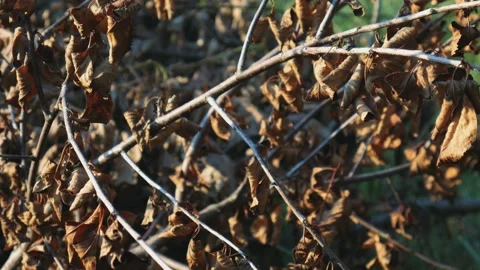 Dried branches of a tree or bush. The gray foliage curled up from disease Stock Footage 167848861
