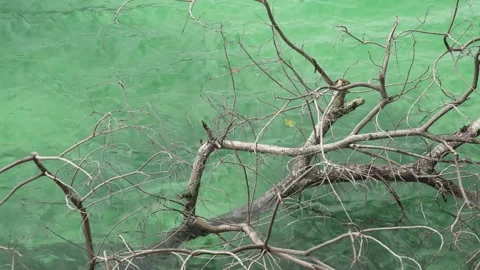 Dried branches of tree over sea water against ripple wave clear water sea Stock Footage 153506331