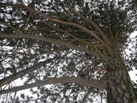 Dried branches on the tree Stock Photos