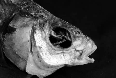 Dried bream head Stock Photos
