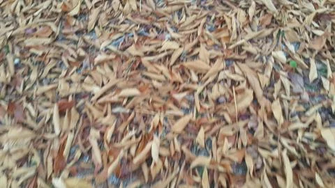 Dried brown and fresh green leaves on floor during autumn season. Leaves back Stock Photos