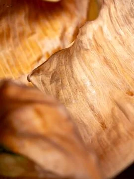 Dried Brown Banana Leaf Close-Up Macro Texture with Natural Vein Pattern Ba.. Stock Photos