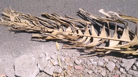 Dried Brown Banana Leaf Fallen on Asphalt Street Surface Stock Footage 340382986