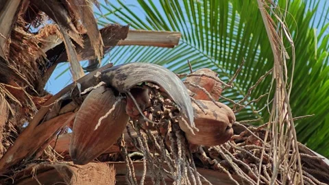Dried brown coconut on the coconut tree. Stock Footage 305981780