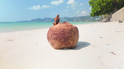 Dried Brown Coconut Shell Over White Sand Of Chaweng Beach In Koh Samui Stock Footage 337712187