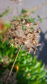 Dried brown dandelion Foto stock