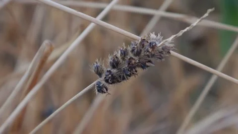 Dried brown flower cluster with fluffy white seed fibers Stock Footage 328902312