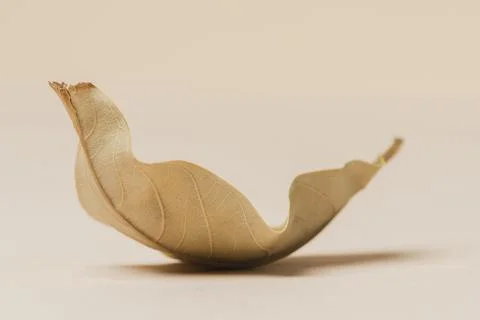 Dried brown leaf on a beige background Stock Photos