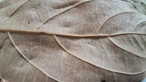 Dried brown leaf macro texture. Detailed autumn foliage veins on a white Stock Photos