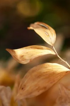 Dried Brown Leaf Stock Photos
