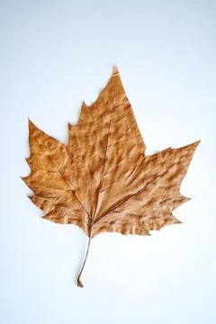 Dried brown leaf with text space on a neutral background. Stillife usable f.. Stock Photos