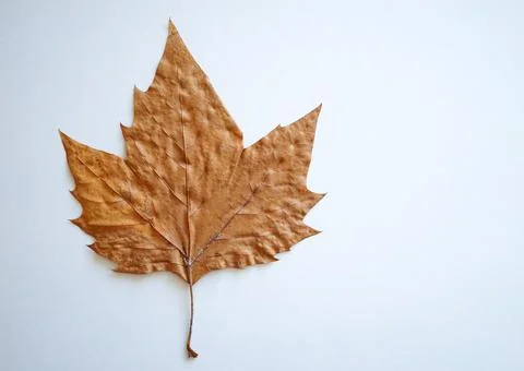 Dried brown leaf with text space on a neutral background. Stillife usable f.. Stock Photos