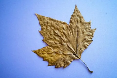 Dried brown leaf with text space on a neutral background. Stillife usable f.. Stock Photos