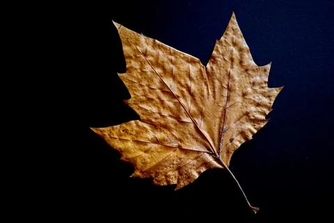 Dried brown leaf with text space on a neutral background. Stillife usable f.. Foto stock