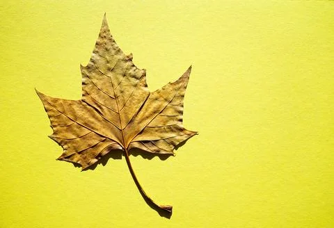 Dried brown leaf with text space on a neutral background. Stillife usable f.. Stock Photos