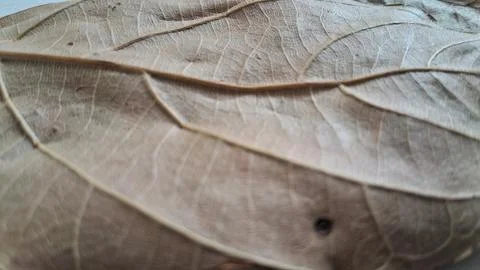 Dried brown leaf texture close up. Macro shot of organic foliage with intricate Stock Photos