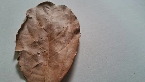 Dried brown leaf on white background. Single withered foliage isolated for Stock Photos