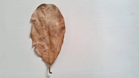 Dried brown leaf on white background. Single autumn foliage isolated on plain Stock Photos