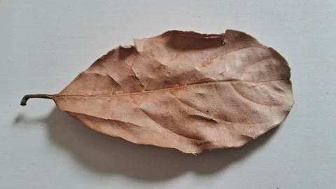 Dried brown leaf on white background. Single withered foliage isolated on Stock Photos