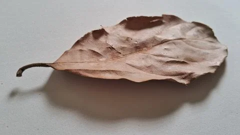 Dried brown leaf on white background. Single withered foliage isolated for Stock Photos