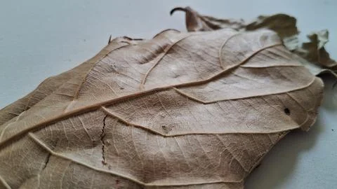 Dried brown leaf on white background. Macro shot of a withered autumn foliage Stock Photos