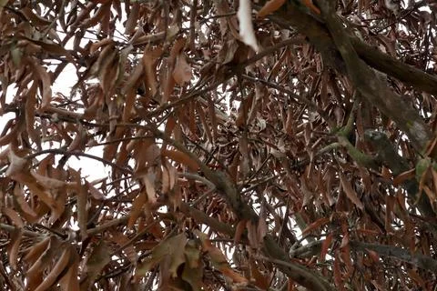 Dried brown leaves on tree branches Stock Photos