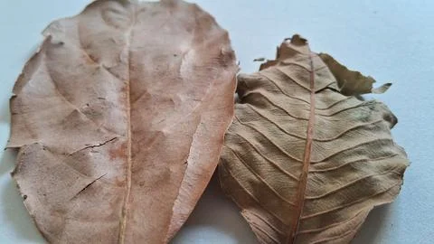 Dried brown leaves on white background. Fallen autumn foliage for seasonal Stock Photos