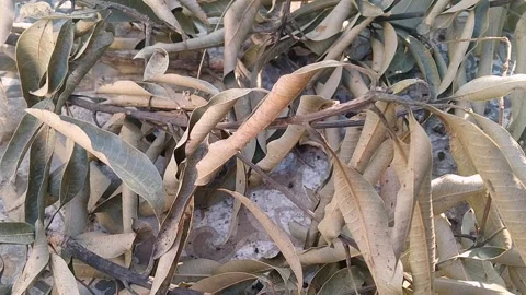 Dried Brown Mango Leaf Fallen on Ground Surface Stock Footage 340404214
