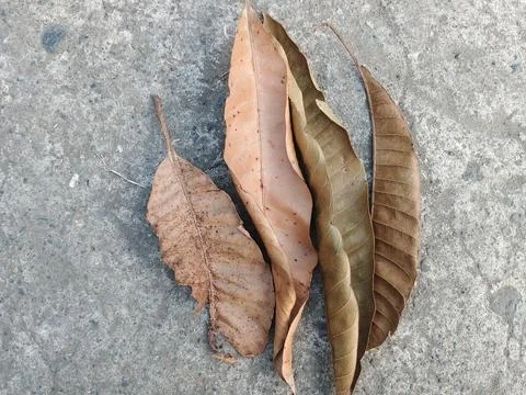 Dried Brown Mango Leaves on Rough Concrete Ground Stock Photos