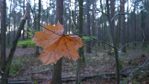 Dried brown maple leaf hang on thin branch of bush, autumn forest details Stock Footage 143615439
