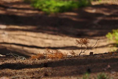 Dried brown pine branch on a path in the forest Stock Photos