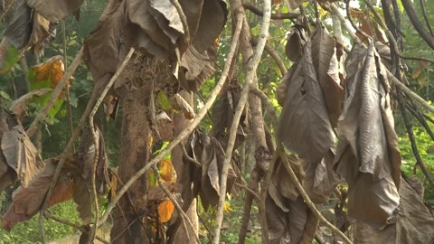 Dried brown teak leaves on a tree branch Stock Footage 290054666